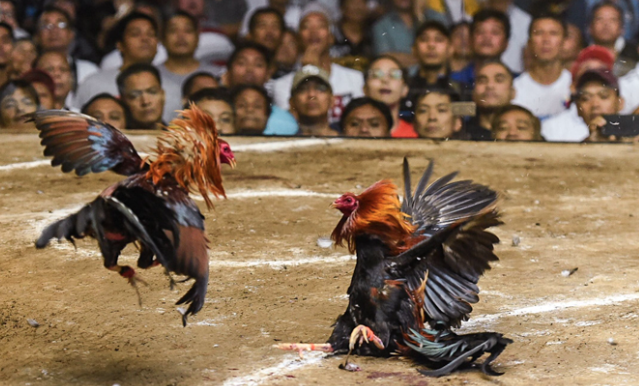 Những Điều Bạn Cần Biết Về Đá Gà Online Kubet88 Ku Casino