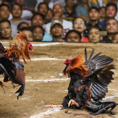 Những Điều Bạn Cần Biết Về Đá Gà Online Kubet88 Ku Casino